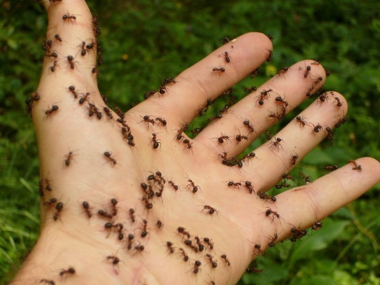 Не поднесуваат само едно нешто – ставете го на ќошињата дома и нема да видите мравка