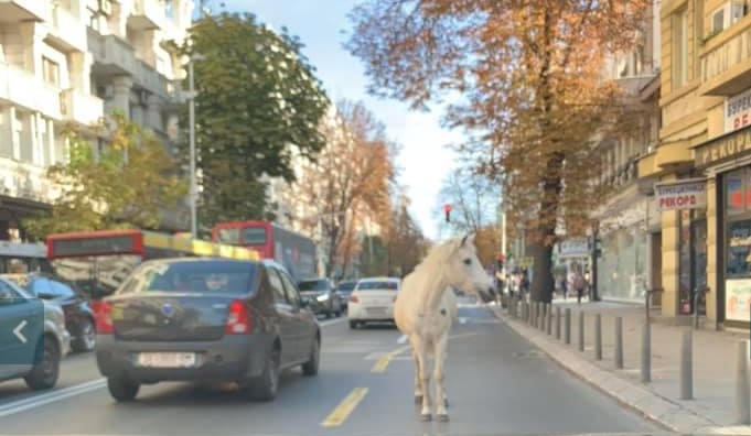 Градска фарма: Центарот на Скопје има коњ без принц, а еве што имаат Прилеп, Битола, Кичево, Кочани… среде центар (ФОТО)