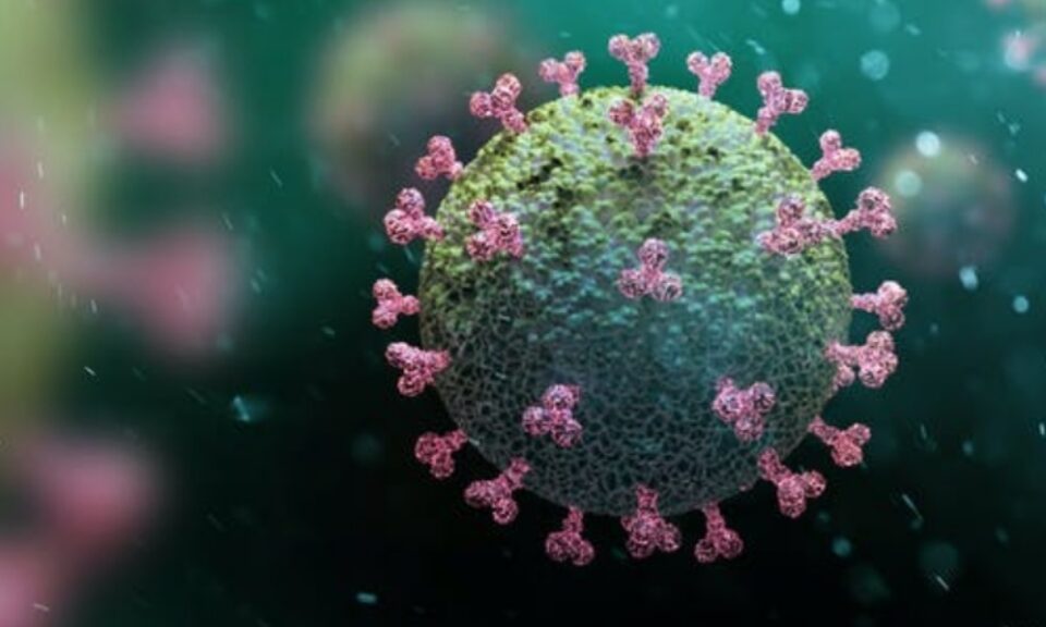 Колку антитела се потребни за заштита од сите соеви на коронавирус?