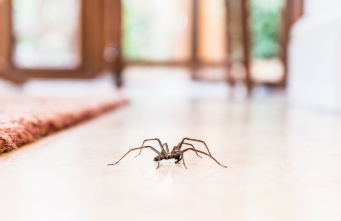 Еве зошто не е добро да го убиете пајакот во куќата, пуштете го да излезе надвор