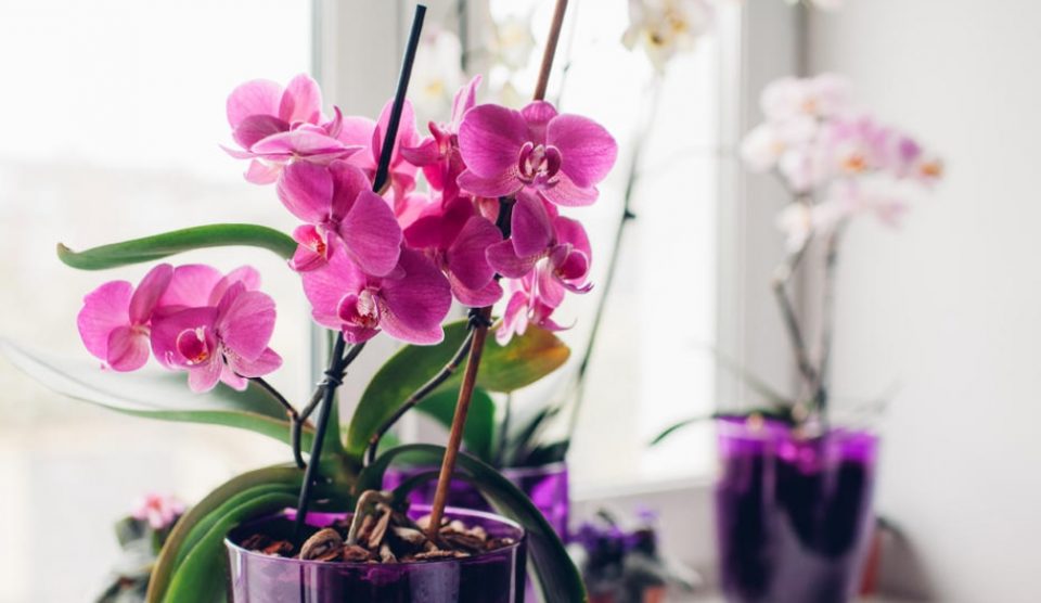 Орхидеите може да цветаат цела година, само треба да ги почитувате овие правила