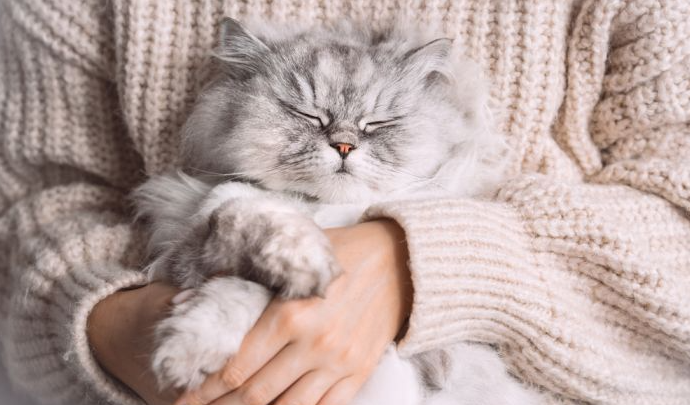 Зошто мачките сакаат да спијат кај сопственикот? Тоа им е омиленото место