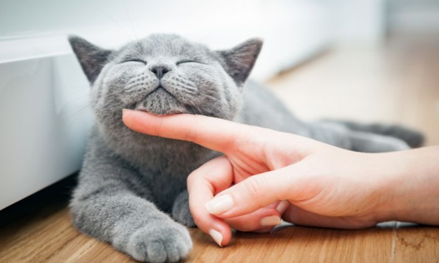 Мачките имаат 300 различни изрази на лицето: Необични резултати од едно истражување